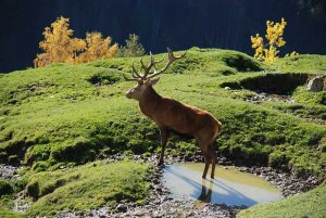 Hirsch bei der Suhle