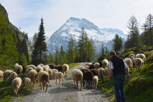 Schafe auf dem Weg nach Hause | Foto: Susanne Radke