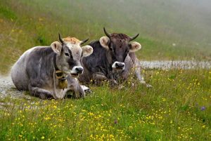 Grauvieh, Ferien auf dem Bauernhof, Stachlerhof, Anna Steiner, Foto: Susanne Radke