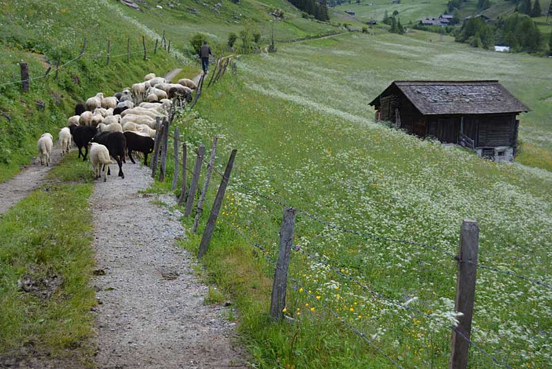 Schafe auf dem Weg nach Hause | Foto: Susanne Radke